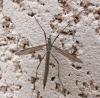 Tipula paludosa